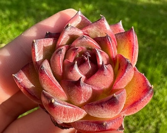 Live Plant-Echeveria Moon Stone (1-1.4”)|Succulent Collectibles