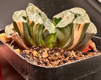 SAME as Pictured-Variegated Haworthia truncata (Plant Size: 6 cm)|Adult Plant, Succulent Collectibles