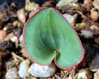 Caudex-Eriospermum capense (0.4")|Heart-shaped Leaves, Red Edge, Valentine’s Day Gift