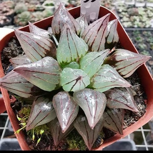 Live Plant-Haworthia magnifica v.atrofusca (1.5-2”)|Rare Succulents, Alien Eggs