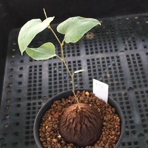 Caudex-Dioscorea sylvatica 1.2, Waking UpHottentot bread, Rare Succulent image 6