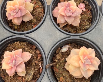 Live Plant-Graptopetalum Purple Delight Variegata (1.5-2”)|Rare Succulent