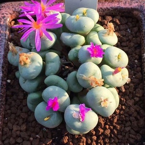 Live Plant-Conophytum minutum Cluster (more than 30 heads)|Rare Succulents, Cute Plants