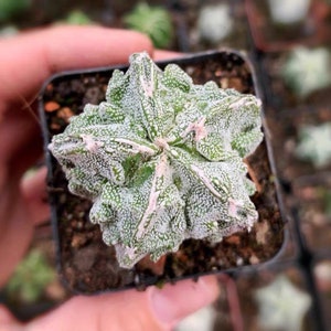 Live Plant-Astrophytum Myriostigma cv. Fukuryu (1-1.2”)|Rare Succulent, Star Cactus