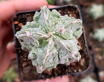 Live Plant-Astrophytum Myriostigma cv. Fukuryu (1-1.2”)|Rare Succulent, Star Cactus