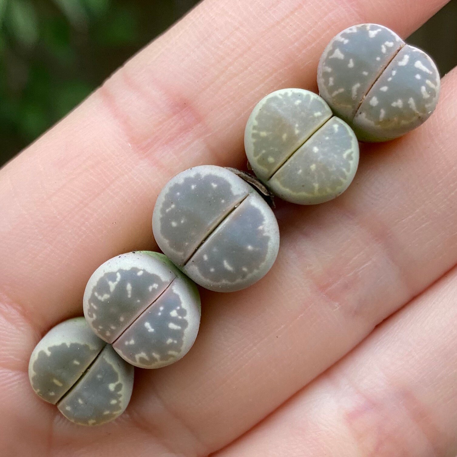 Live Plant-Lithops olivacea C55 (0.4’’)|Rare Succulents, Living Stones
