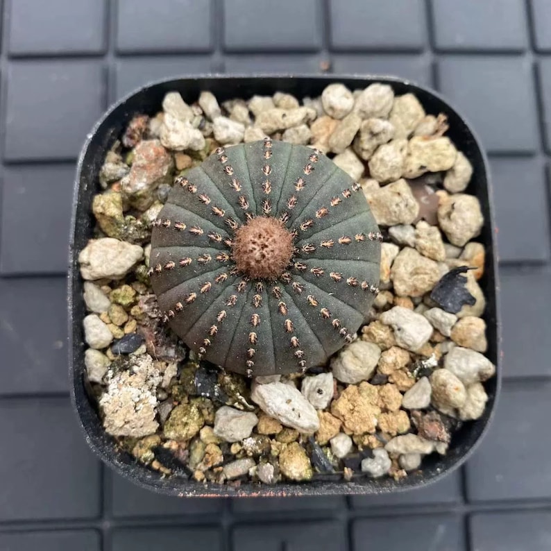 Live Plant-Frailea castanea v. nitens 1-1.2Rare Succulent, Bishop's Cap Cactus, Star Cactus image 6