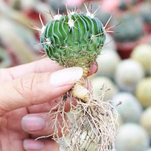 Live Plant-Stenocactus multicostatus 1.2-1.5Rare Succulent, Cactus image 4
