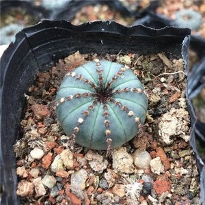 Live Plant-Frailea castanea v. nitens 1-1.2Rare Succulent, Bishop's Cap Cactus, Star Cactus image 5