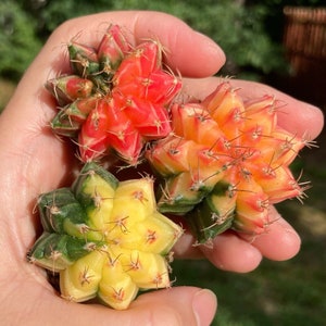 SAME as Pictured-Variegated Gymnocalycium mihanovichii (1-1.5”)||Variegated Moon Cactus, Rare Succulent, Rainbow Color