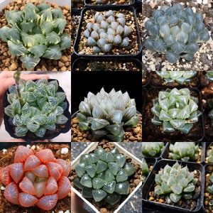 Seed-Haworthia cooperi Mix|Rare Succulents