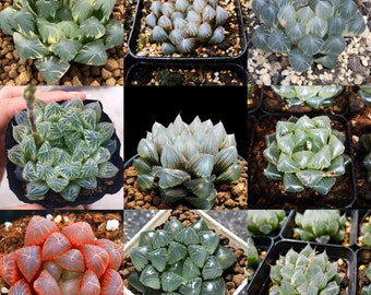 Seed-Haworthia cooperi Mix|Rare Succulents