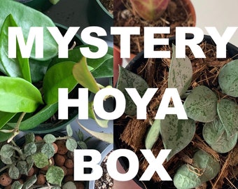 MYSTERY HOYA BOX with free priority shipping! Hoya, cuttings, mystery, plant, clippings, gift, garden, houseplant