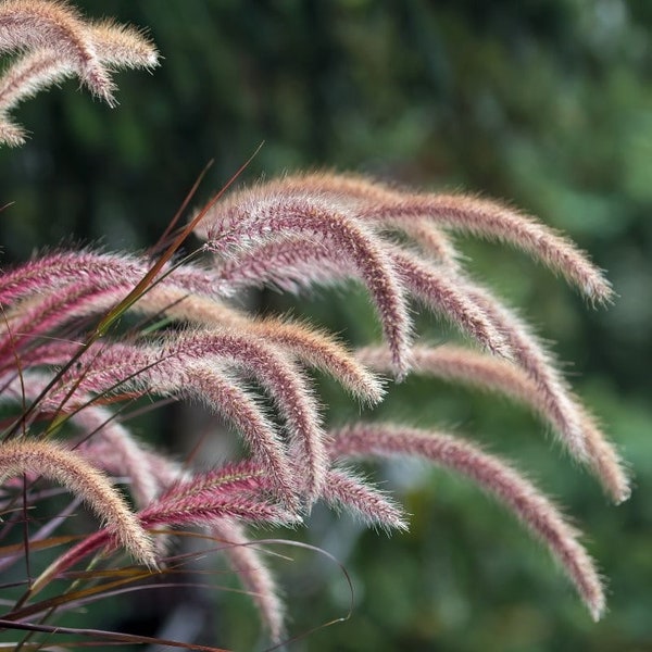 Purple Fountain Grass, 3 Gallon Grow Pot, Pennisetum x advena 'Rubrum', live plant