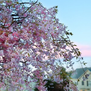 Pink Weeping Cherry Tree, Approximately 3'-4' tall, 3 gallon grow pot