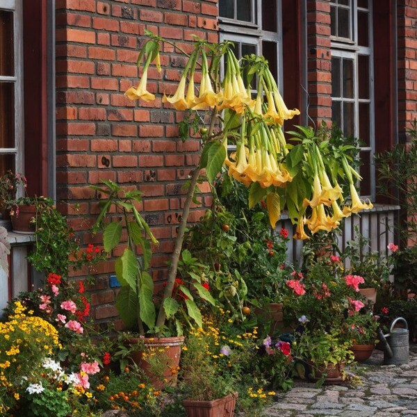 Angel’s Trumpet, Brugmansia, Live Plant, 1 Gallon Grow Pot