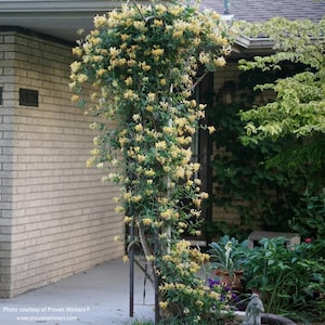 Honeysuckle Vine &#39;Scentsation&#39;, Extremely Fragrant, Proven Winners, Live Plant, 3 Gallon Grow Pot
