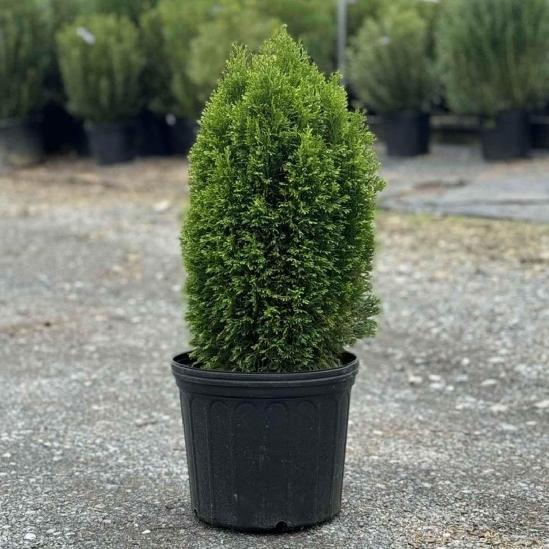 Emerald Petite Arborvitae, Live Plant - Etsy