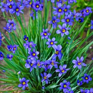 Blue Eyed Grass Lucerne, Live Plant