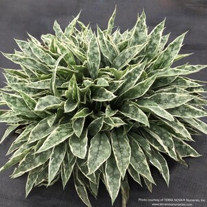 Pulmonaria 'Raspberry Frost', Live Plant