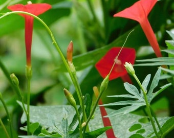 Cardinal Climber, live plant, 4" pot