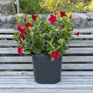 Dipladenia Madinia® Deep Red, Mandevilla hybrida, Live Plant, 3 Gallon Grow Pot