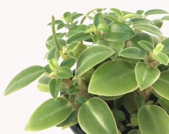 Peperomia Orba, Teardrop Peperomia, Pixie, Live Plant