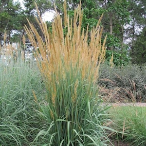Indiangrass, Yellow Prairie Grass, Sorghastrum nutans Golden Sunset, Live Plant