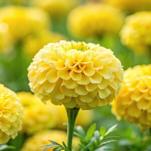 Coco™ Marigold 'Yellow', Live Plant, 1 Gallon Pot
