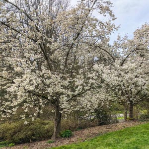 Yoshino Flowering Cherry Tree, 4'-5' tall, 3 gallon grow pot