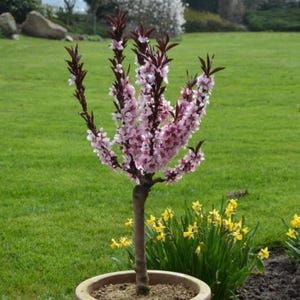 Bonfire Patio Peach Tree, Prunus persica, Live Plant