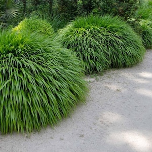 Hakone Grass, Live Plant, 1 Quart Grow Pot