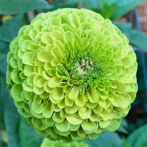 Benary's Giant Zinnia 'Lime', Live plant, 4" pot