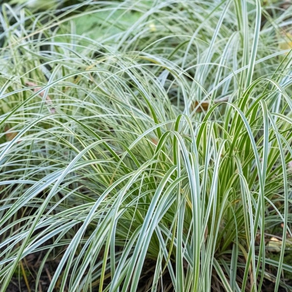 Variegated Sedge 'Feather Falls™', Live plant