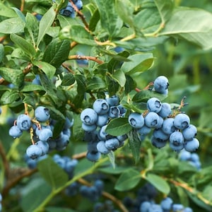 Blueberry 'Mini Blues', Live Plant, 3 Gallon Pot
