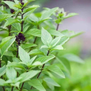 May include: Close-up of a vibrant green basil plant with lush leaves and dark purple flower buds. The plant's stems are a deep burgundy color, and the leaves have a smooth texture. The image is well-lit, highlighting the plant's fresh appearance.