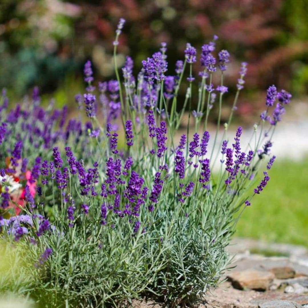 Phenomenal® Lavender, Live Plant, 1 Gallon Grow Pot - Etsy