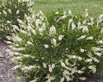 Vanilla Spice® Summersweet, Proven Winners, Live Plant