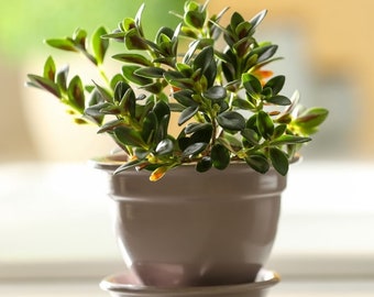 Goldfish plant, Nematanthus gregarious, Live plant