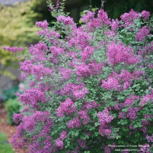 Bloomerang® Dark Purple Reblooming Lilac, Proven Winners, Live Plant