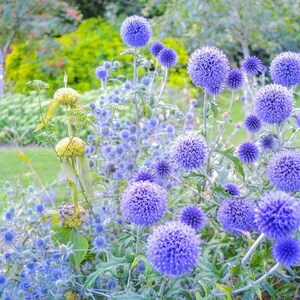 Globe Thistle, Echinops, Live Plant