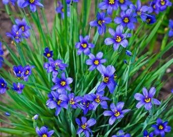 Blue Eyed Grass Lucerne, Live Plant