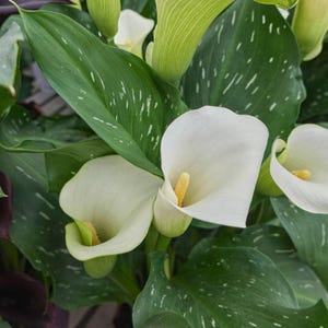 Giant White Calla Lily, Live Potted Plant