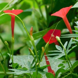 Cardinal Climber, live plant