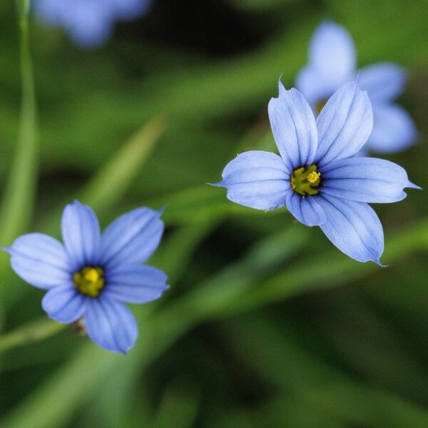 Blue Eyed Grass 'Suwannee', Sisyrinchium nashii, Live Plant, 1 gallon pot