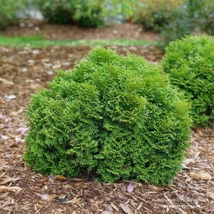 Tater Tot® Arborvitae, Proven Winners, Live plant