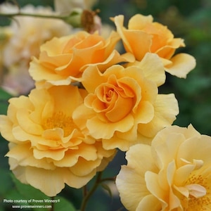 Almanac Planting Co: Proven Winners® 'Rise Up Amberness' rose displaying a bouquet of bright yellow-orange flowers.