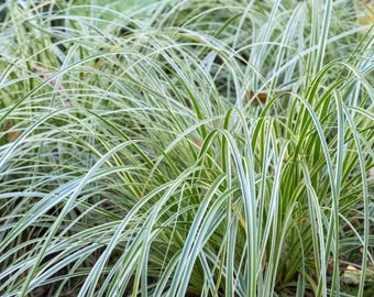 Variegated Sedge 'Feather Falls™', Live plant