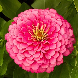 Benary's Giant Zinnia 'Carmine Rose', Live plant, 4" pot