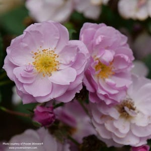 Rise Up Lilac Days™ Climbing Rose, Very Fragrant, Proven Winners, Live Plant, 3 Gallon Grow Pot